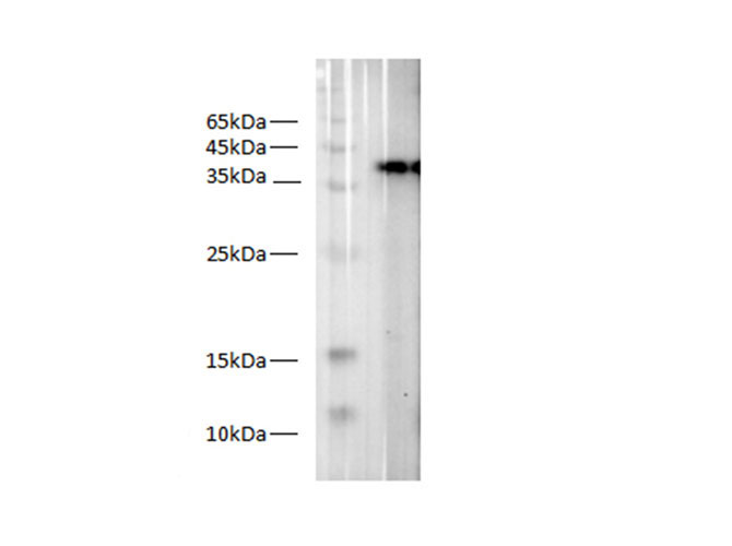 Purified Anti-Mouse CD86 Antibody[GL-1]-产品推荐-6