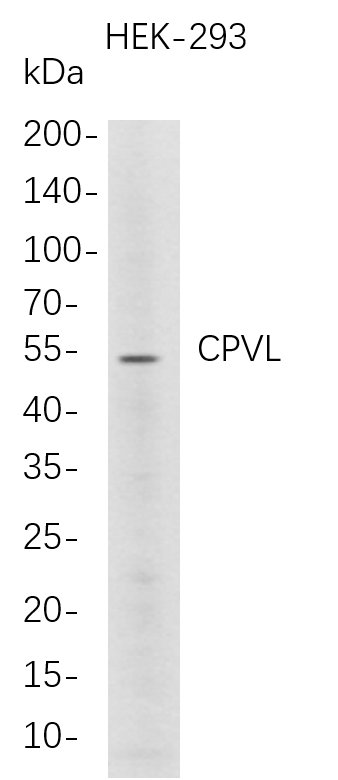 Recombinant CPVL Monoclonal Antibody-searchlist-1