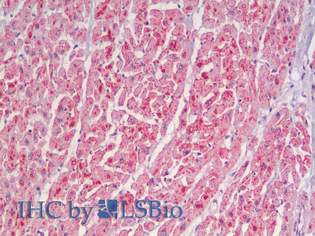 Immunohistochemistry analysis of paraffin-embedded Human Heart using CYCS Polyclonal Antibody(Elabscience Product Detected by Lifespan).