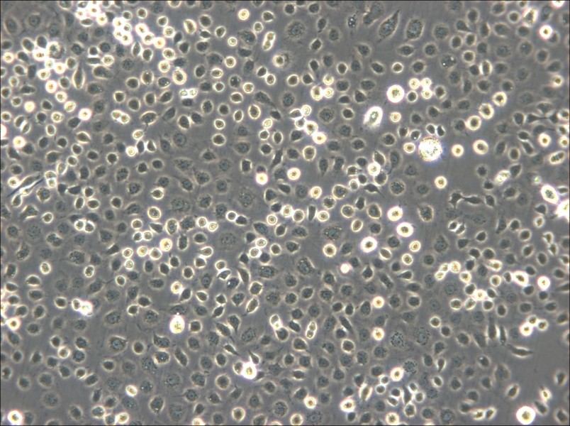 C6/36 [Clone C6/36] Cell Complete Medium - small - 6