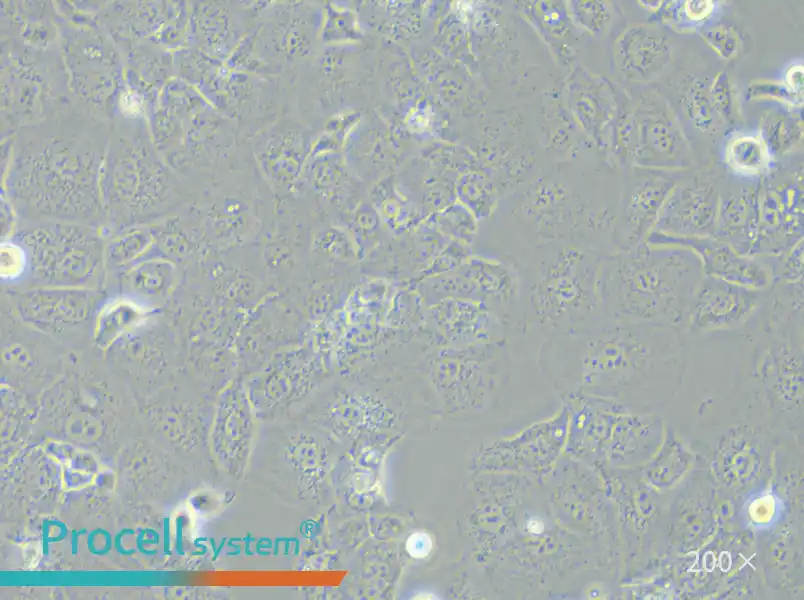 PLC/PRF/5 Cell Complete Medium - 4