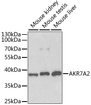 Western blot analysis of extracts of various cell lines using AKR7A2 Polyclonal Antibody at 1:1000 dilution.