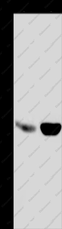 MAPRE3 Polyclonal Antibody - 1
