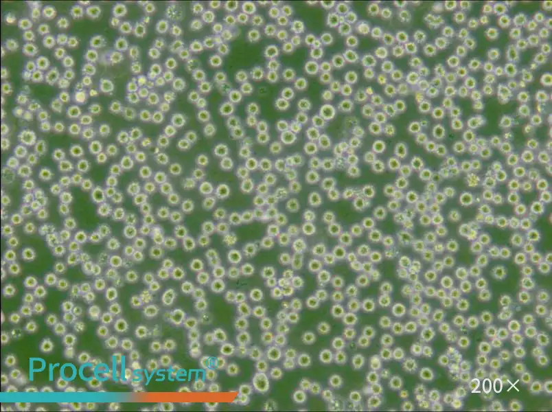 DB Cell Complete Medium - small - 4