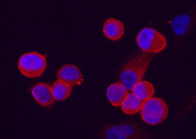 Recombinant C4.4A/LYPD3 Monoclonal Antibody - small - 2