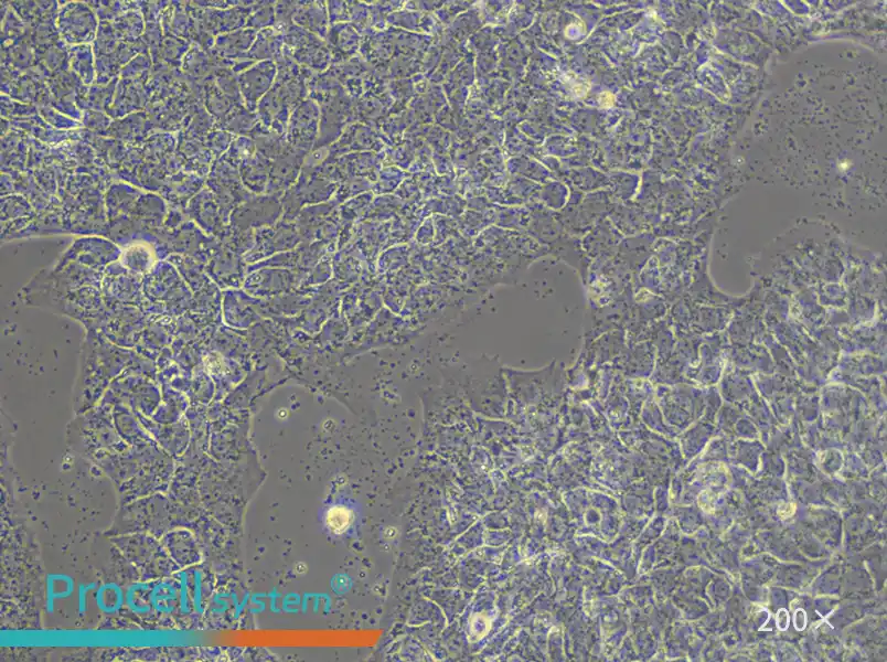 A-431 Cell Complete Medium - small - 4