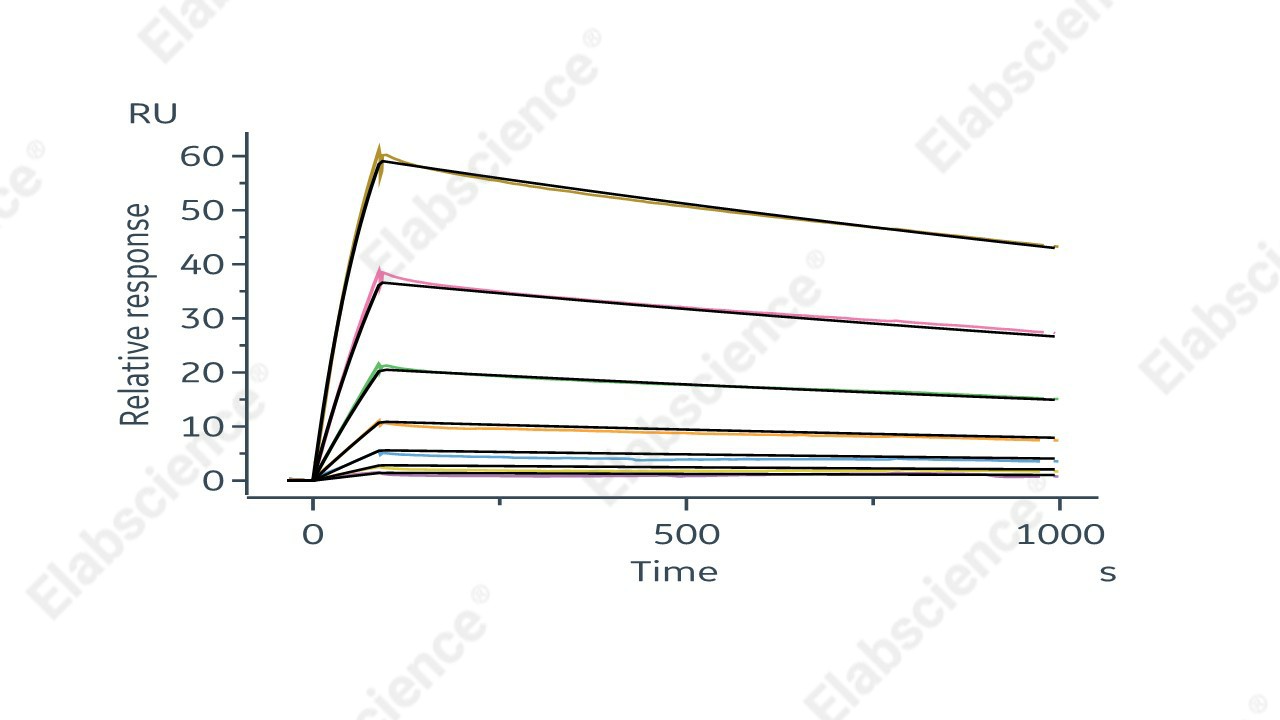 Recombinant Human CEACAM5 Protein (His Tag) - 2