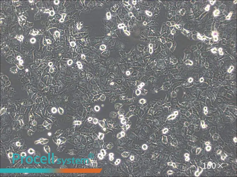NCI-H1299 Cell Complete Medium - 3