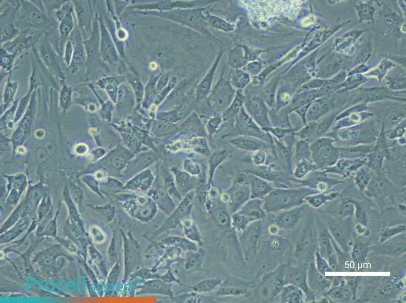 Mouse Testicular Leydig Cell Complete Medium - small - 5