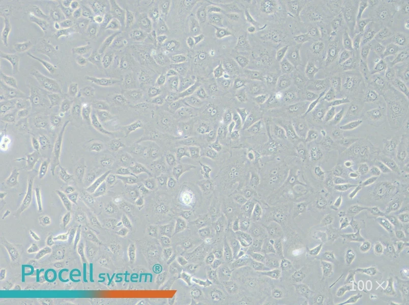 NRK-52E Cell Complete Medium - 3