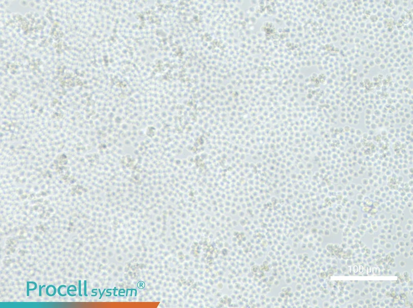 L1210 Cell Complete Medium - 2