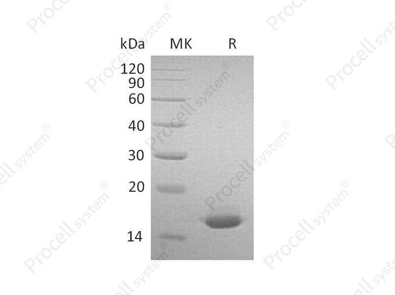 IFNA2/IFN-&alpha;2, Mouse, Recombinant
