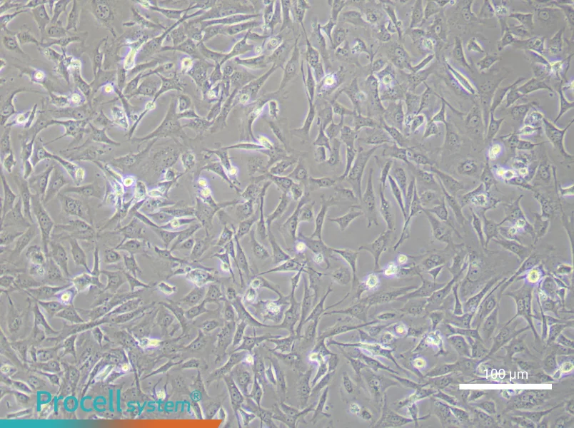 Mouse Embryonic Fibroblast (Mitomycin C treated) Complete MediumMouse Embryonic Fibroblast (Mitomycin C treated) Complete Medium - 3