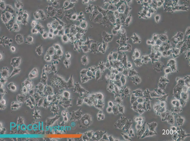 A-427 Cell Complete Medium - 5