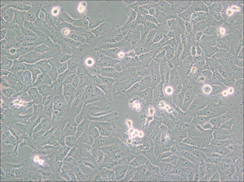 KHOS-240S Cell Complete Medium - small - 6