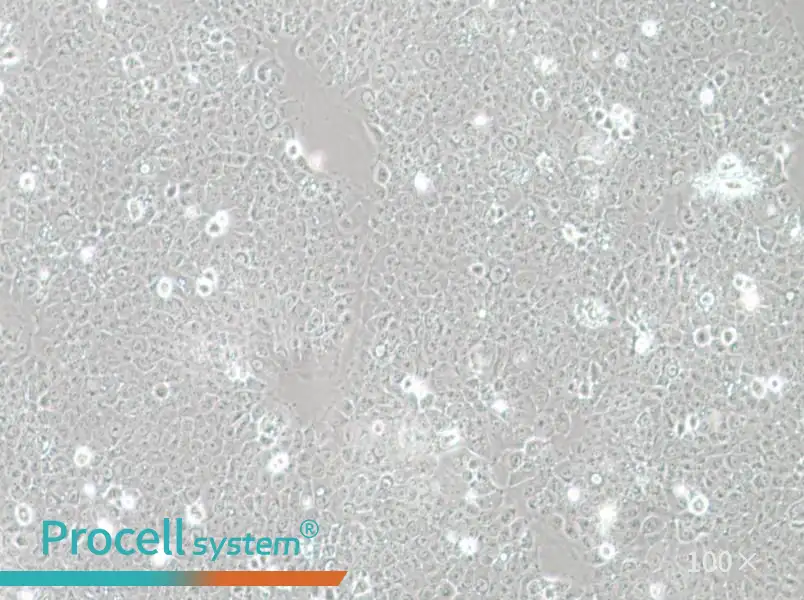 TE-12 Cell Complete Medium - 1