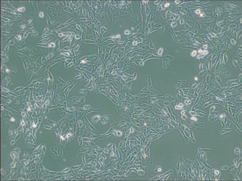NCI-H647 Cell Complete MediumNCI-H647 Cell Complete Medium - 2