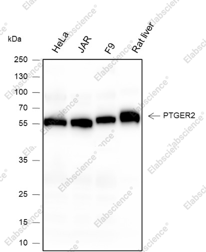 Recombinant PTGER2 Monoclonal Antibody - 1