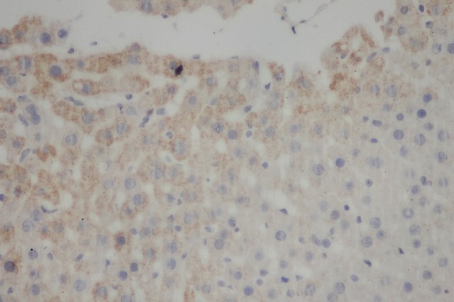 PE/Cyanine5.5 Mouse IgG2b, κ Isotype Control[MPC-11]-产品推荐-1