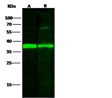 Recombinant IkB alpha/NFKBIA Monoclonal Antibody-searchlist-1