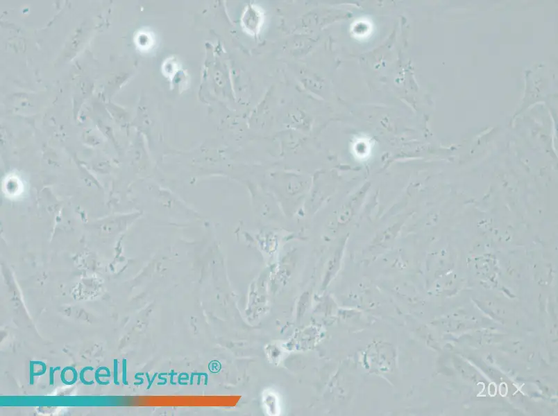 NRK-49F Cell Complete Medium - small - 5