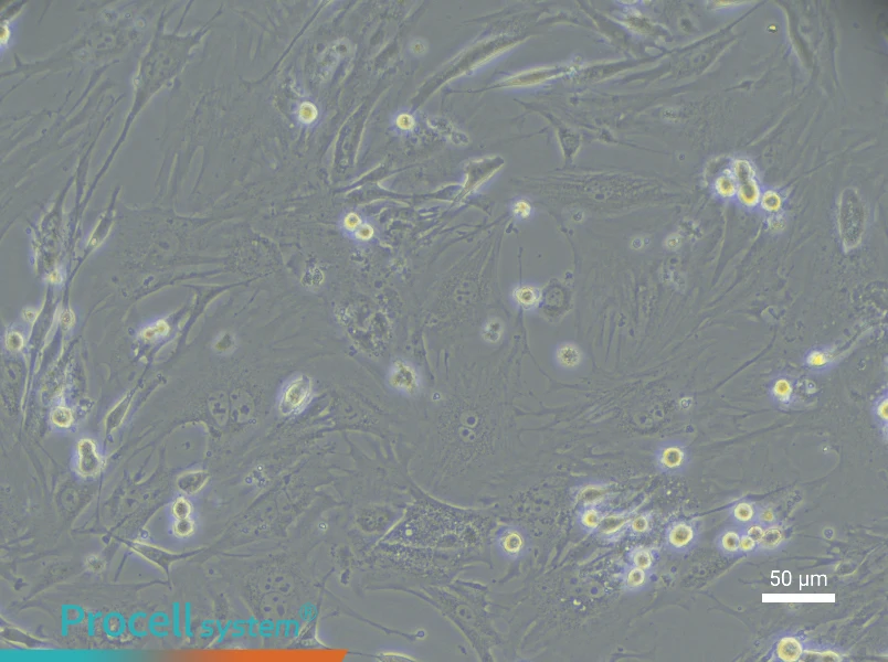 Mouse Vaginal Wall Fibroblast Complete Medium - 6