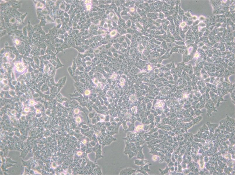 NCI-H520 Cell Complete Medium - small - 6