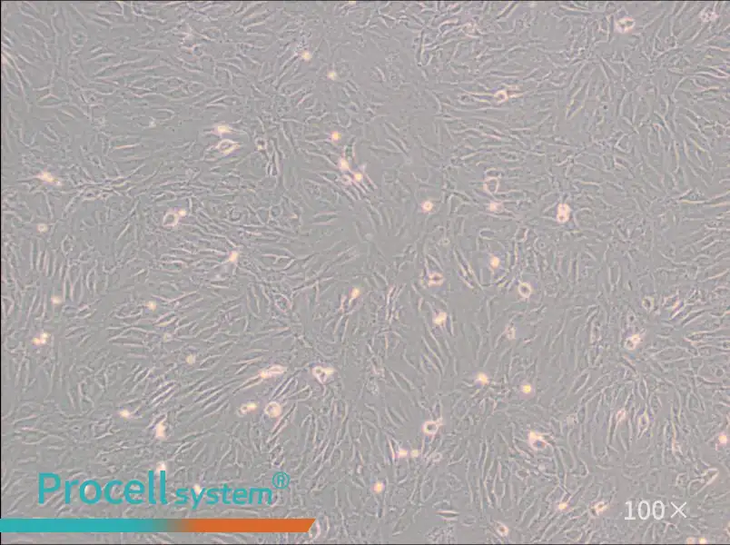 SW 982 [SW-982, SW982] (DMEM) Cell Complete MediumSW 982 [SW-982, SW982] (DMEM) Cell Complete Medium - 3