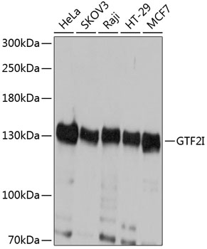 Western blot analysis of extracts of various cell lines using GTF2I Polyclonal Antibody at dilution of 1:1000.