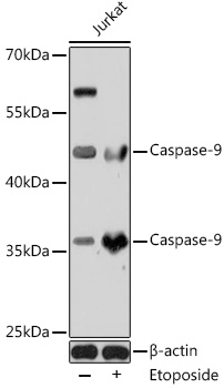 Western blot analysis of extracts of Jurkat cells using Caspase-9 Polyclonal Antibody at dilution of 1:1000.