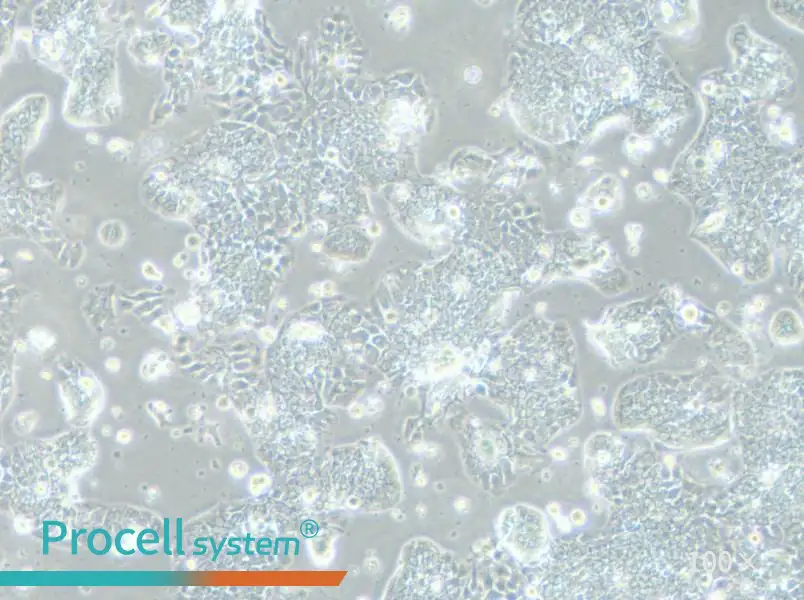 TE-14 Cell Complete MediumTE-14 Cell Complete Medium - 3