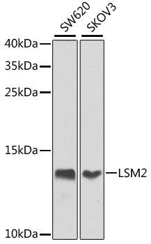 Western blot analysis of extracts of various cell lines using LSM2 Polyclonal Antibody at 1:1000 dilution.