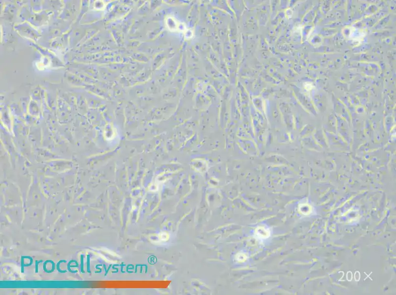 SK-6 Cell Complete Medium - 5