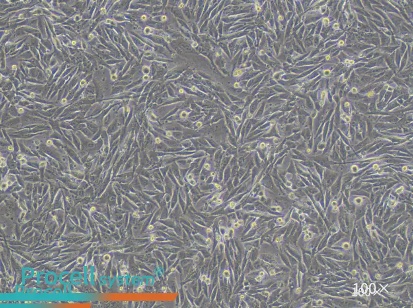 A101D Cell Complete MediumA101D Cell Complete Medium - 3