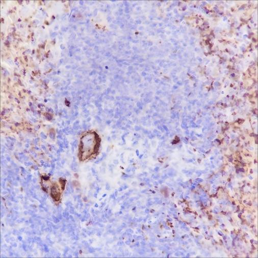 Recombinant CD42b Monoclonal Antibody - small - 4