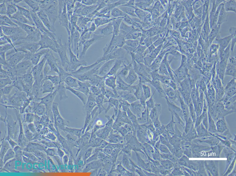 Rat Vascular Adventitial Fibroblast Complete Medium - 5