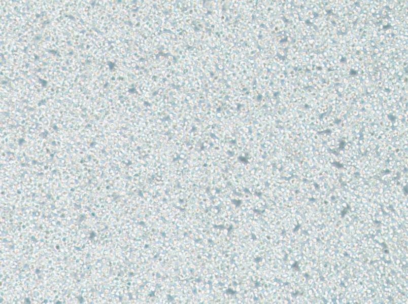 C1498 Cell Complete MediumC1498 Cell Complete Medium - 3