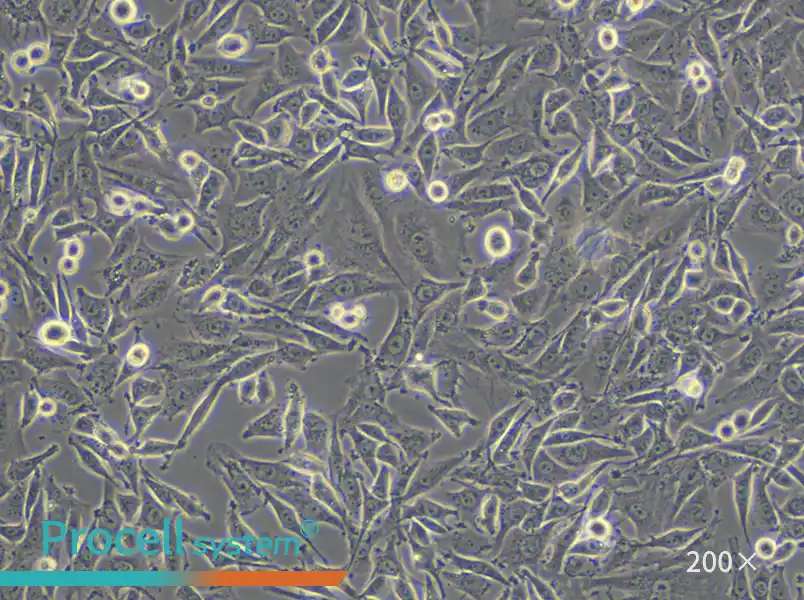 L6 Cell Complete Medium - 6