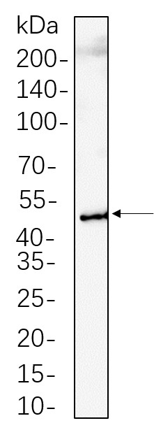 Recombinant RIP3 Monoclonal Antibody-searchlist-1