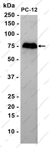 Recombinant p75 NGF Receptor Monoclonal Antibody - 1