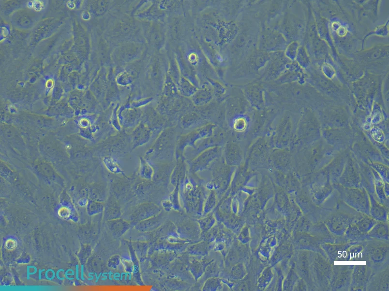Rat Cardiac Fibroblast Complete Medium - 4