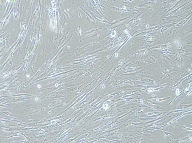 WI-38 Cell Complete MediumWI-38 Cell Complete Medium - 3