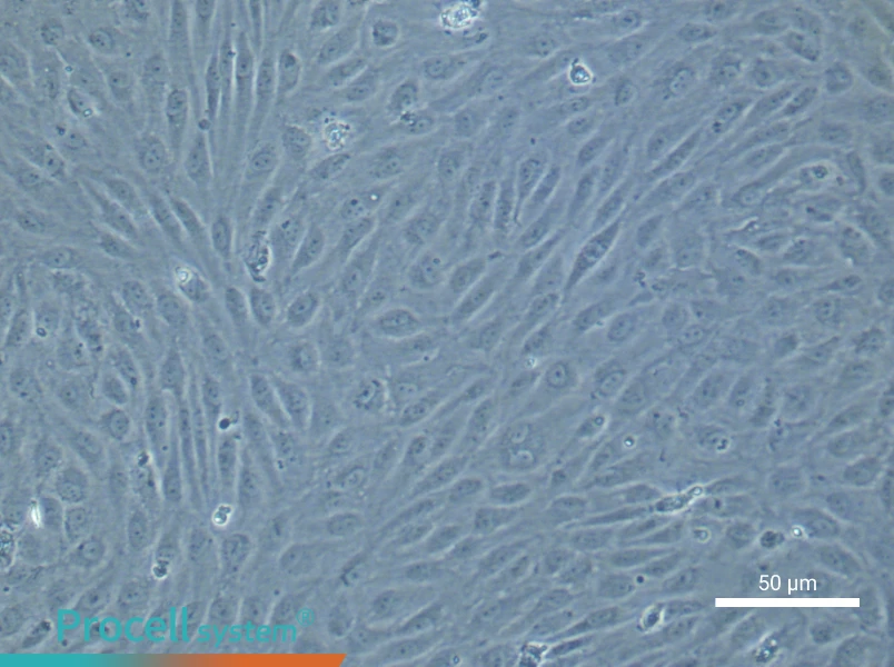 Human Aortic Endothelial Cell Complete Medium - 4