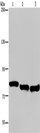 Western Blot analysis of A549, Hela and K562 cell using GAB2 Polyclonal Antibody at dilution of 1:300