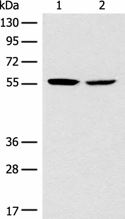 Western blot analysis of Mouse brain tissue NIH/3T3 cell lysates  using CORO2B Polyclonal Antibody at dilution of 1:1000