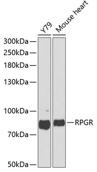 Western blot analysis of extracts of various cell lines using RPGR Polyclonal Antibody at dilution of 1:1000.