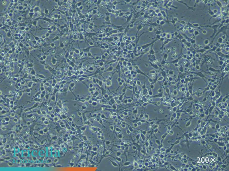  Mouse Cortex Neuron Cells Isolation and Culture Kit - small - 5