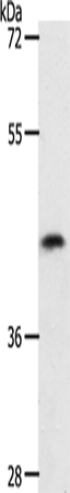 Western Blot analysis of 231 cell using PLAT Polyclonal Antibody at dilution of 1:450