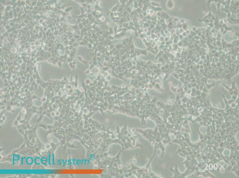 SW620-LUC Cell Complete Medium - 5