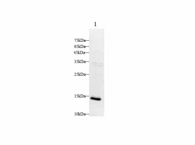 Western blot with INS Polyclonal antibody at dilution of 1:1000.lane 1:Mouse pancreas